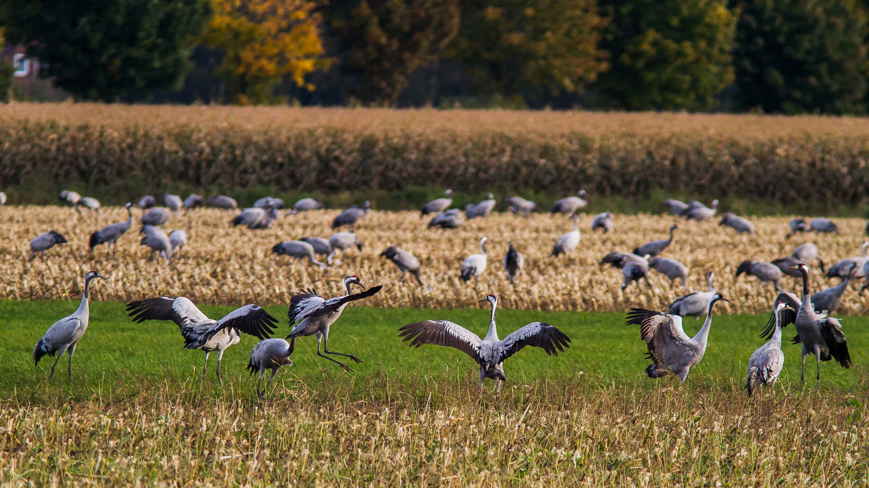 Kranichrast Foto & Bild | tiere, wildlife, wild lebende vögel