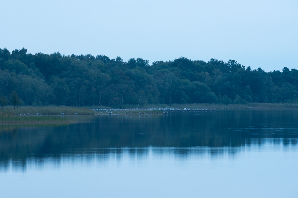 Kranichrast am Rederangsee