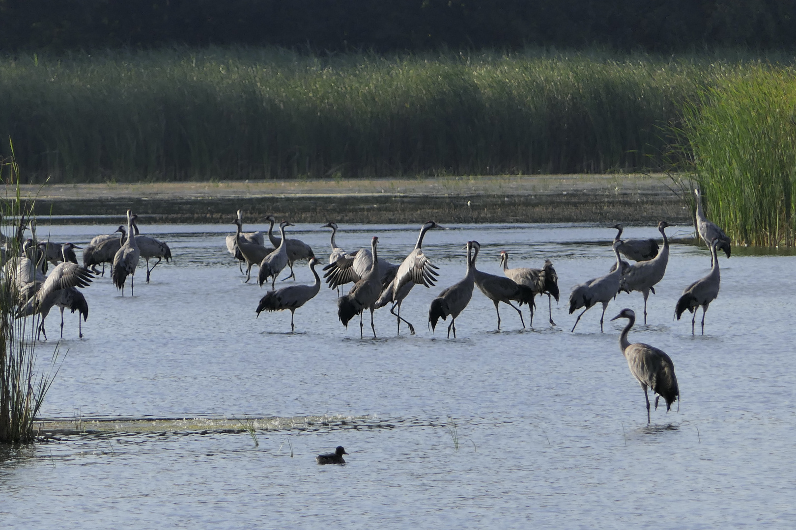 "Kranichrast am See"