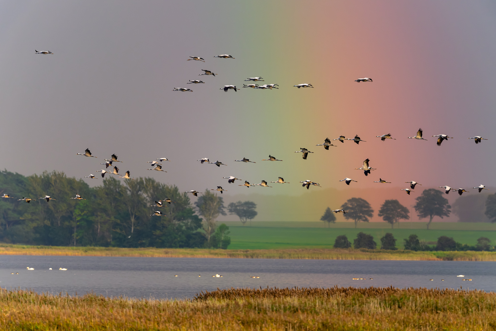 KranichRegenbogen