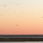 "Kranichschwärme beim Anflug auf die Boddenlandschaft zu den Schlafplätzen"