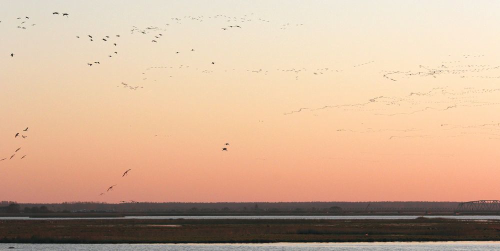 "Kranichschwärme beim Anflug auf die Boddenlandschaft zu den Schlafplätzen"