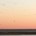 "Kranichschwärme beim Anflug auf die Boddenlandschaft zu den Schlafplätzen"