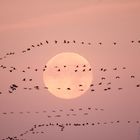 Kranichzug am Morgen - auf dem Weg zum "Frühstück"