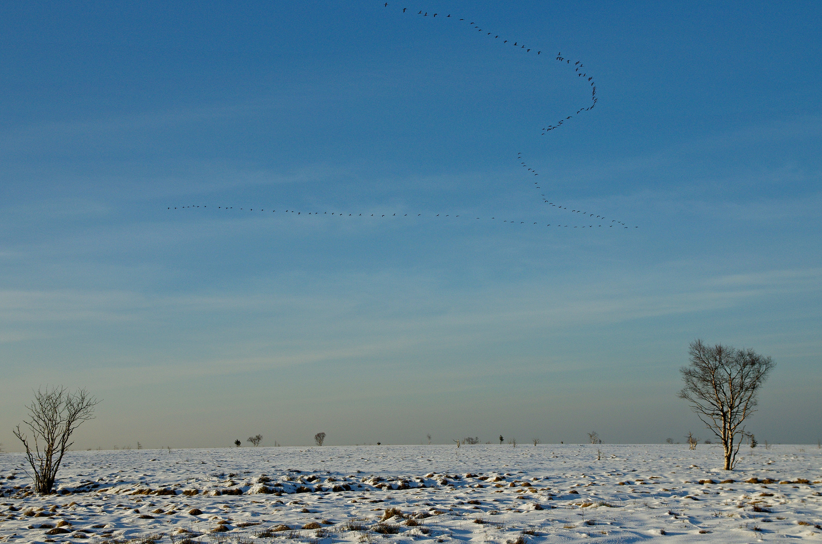 Kranichzug Hohes Venn 27.2.16