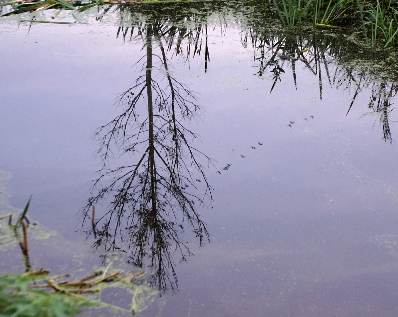 Kranichzug im Wassergraben