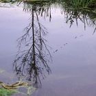 Kranichzug im Wassergraben