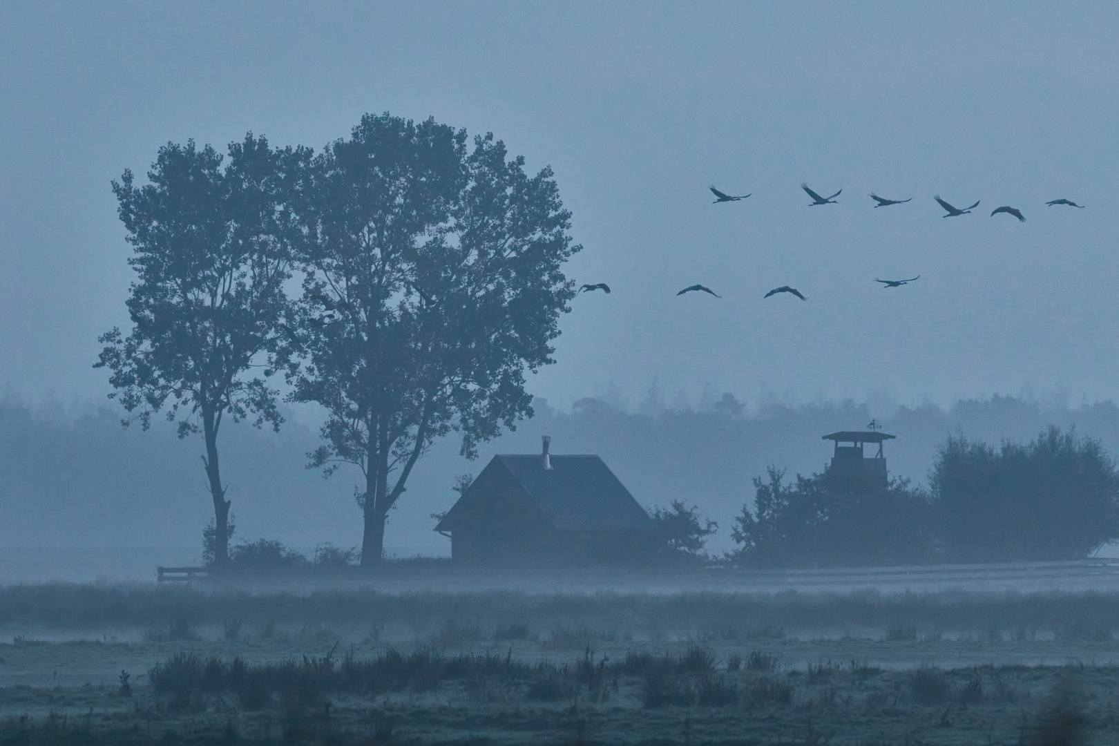 Kranichzug in Zingst II