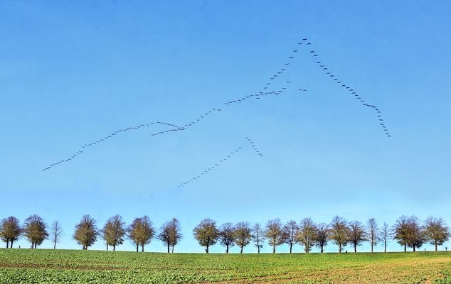 Kranichzug über dem Haarstrang.....