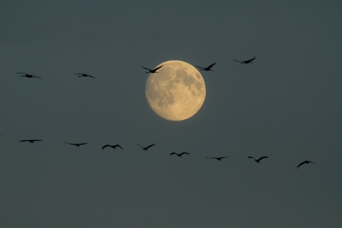 Kranichzug und Vollmond