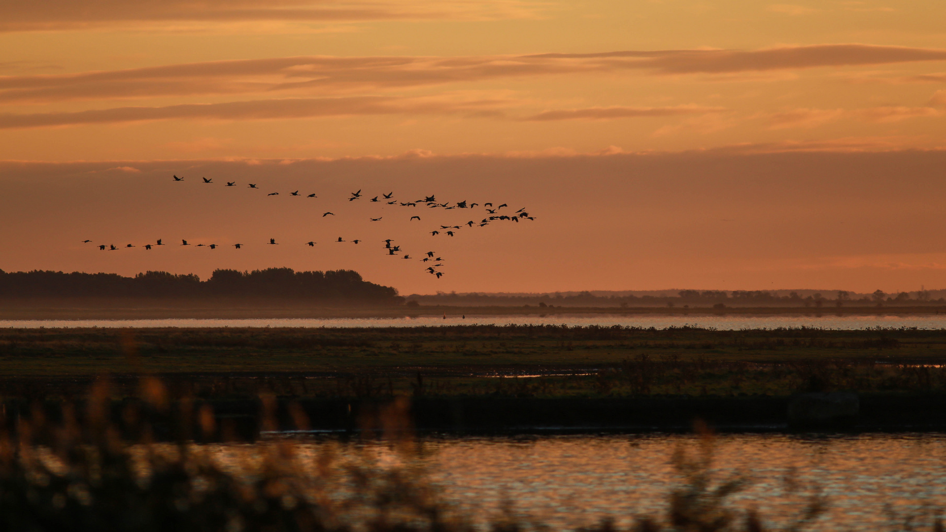 Kranichzug Zingst 2015