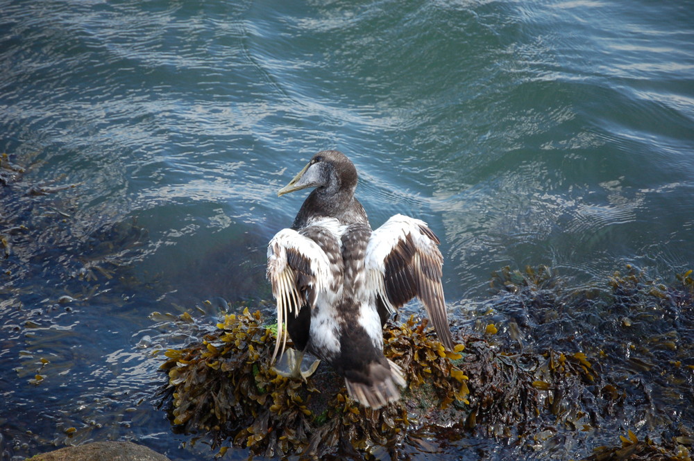 Kranke Ente im Hafenbecken von Puttgarden/Fehmarn