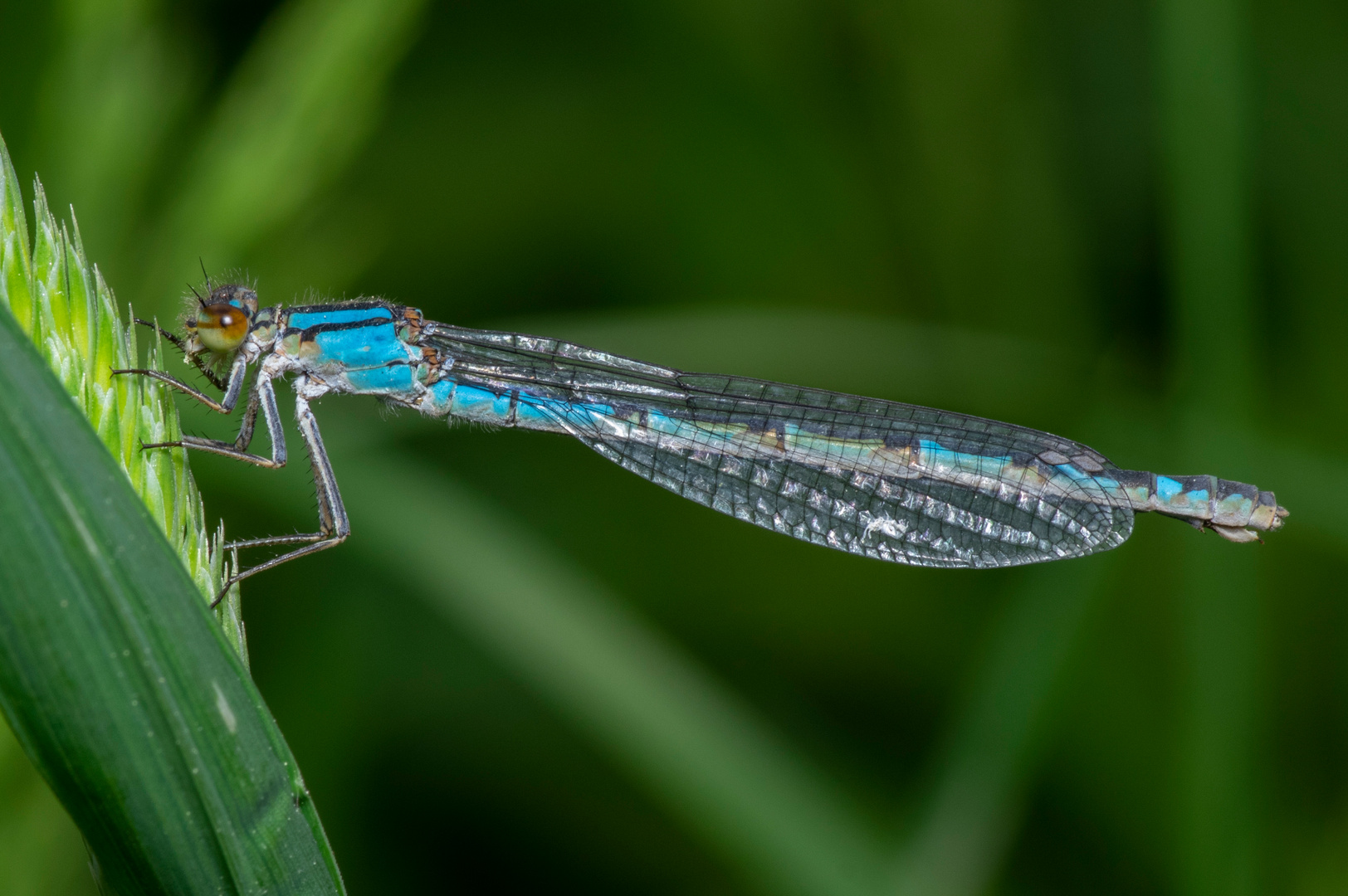 Kranke Kleinlibelle