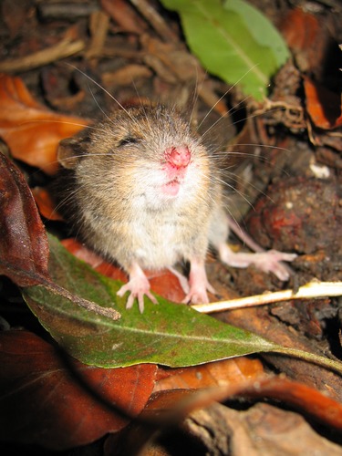 kranke maus kranke maus