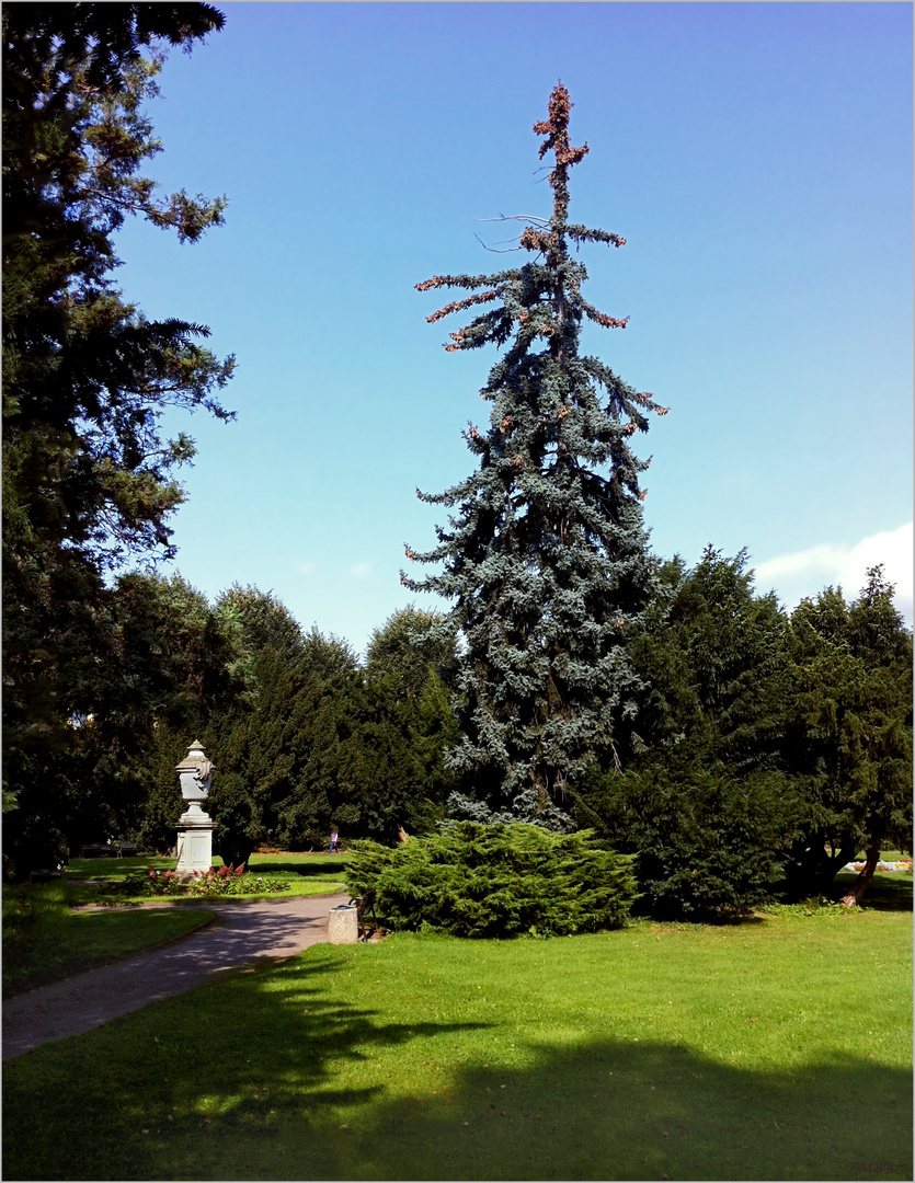 Kranker Baum im Park