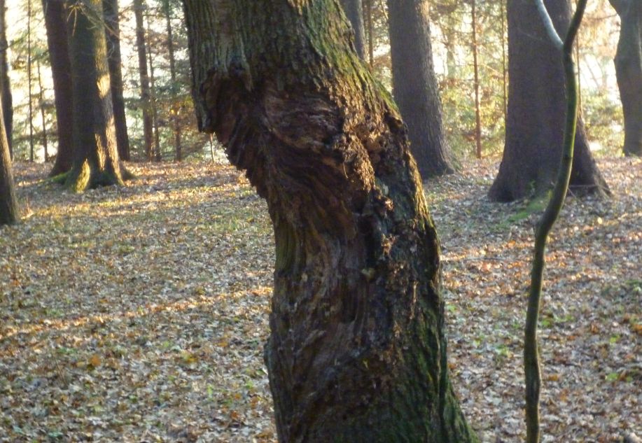 Kranker Baum oder wars der Specht ?