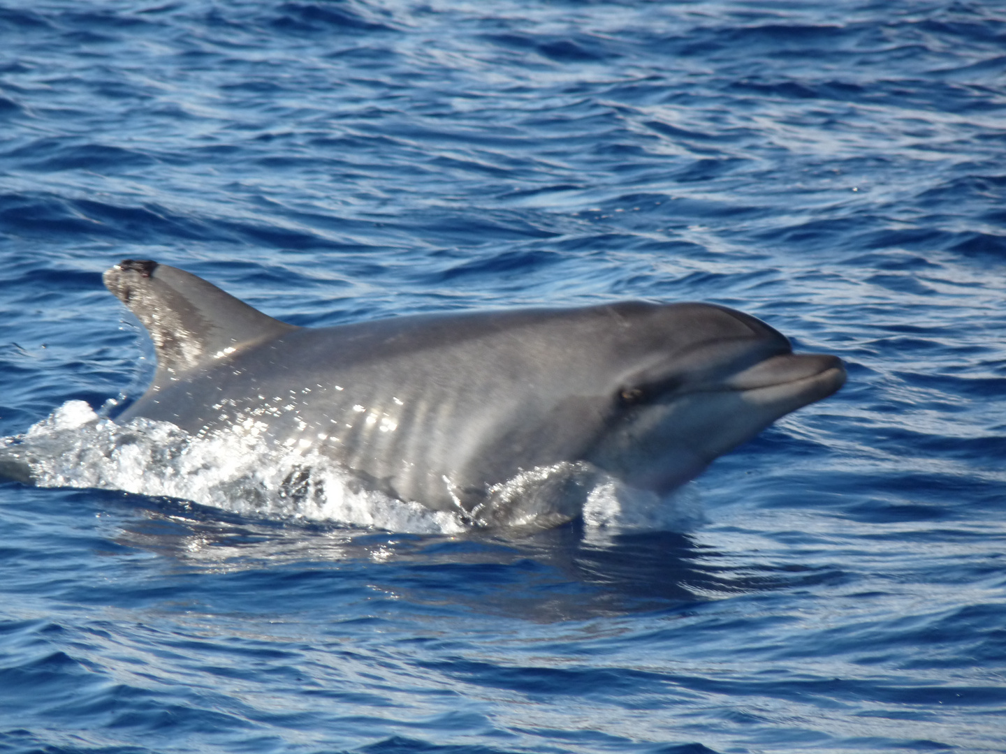 Kranker Delfin vor Madeira