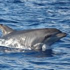 Kranker Delfin vor Madeira