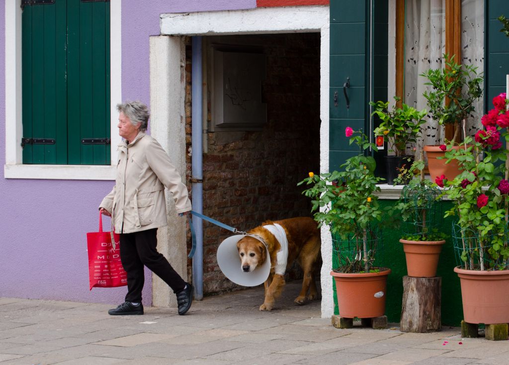 Kranker Hund in Burano