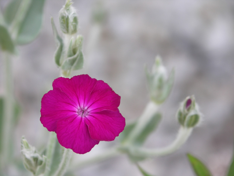 Kranz-Lichtnelke (Lychnis coronaria)