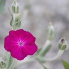 Kranz-Lichtnelke (Lychnis coronaria)