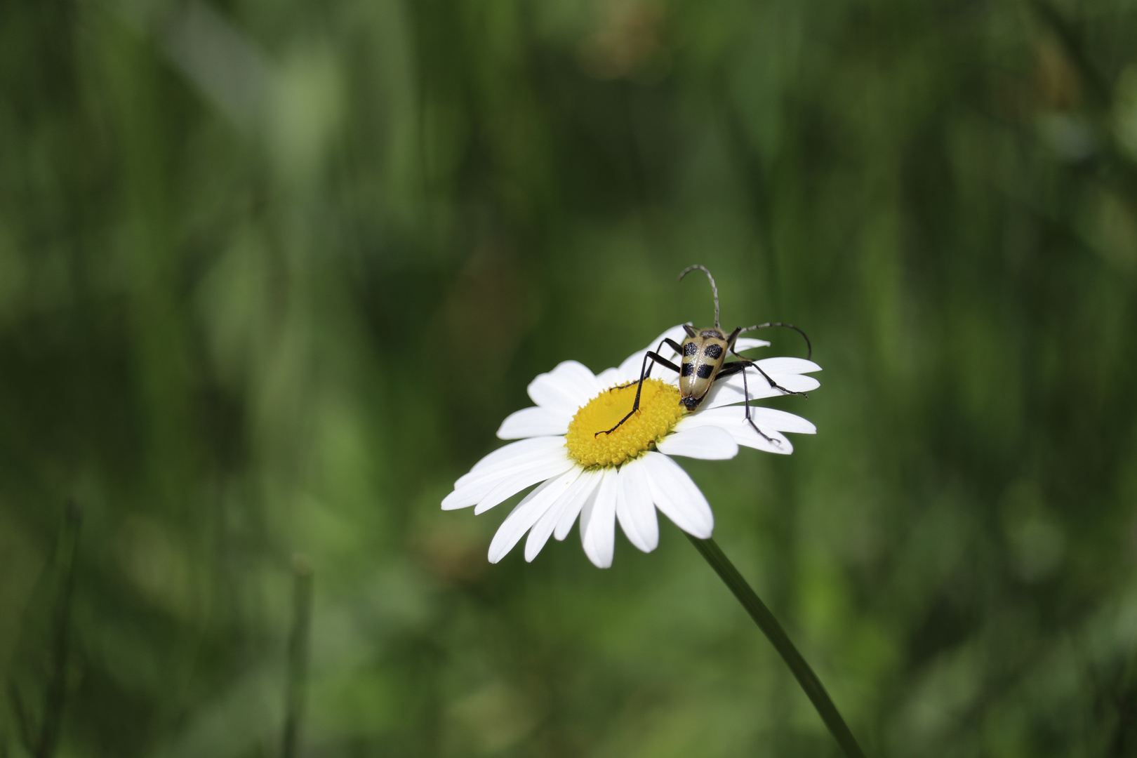 Kranzbach Juni I 2018