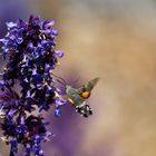 Kranzbach Taubenschwänzchen Juni 2018