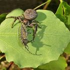 Krappenspinne mit "Kleiner Pappelbock"