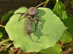 Krappenspinne mit "Kleiner Pappelbock"