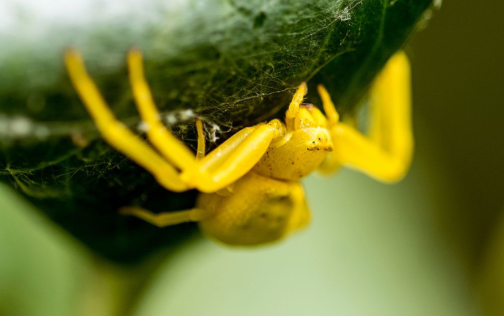 Krappenspinne Weibchen