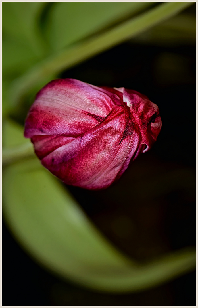 krapprote Tulpe