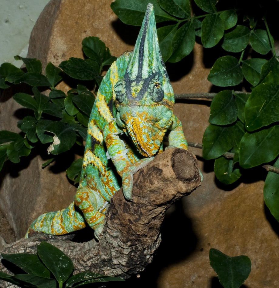 Krasse Farben 2 Foto & Bild | tiere, zoo, wildpark & falknerei