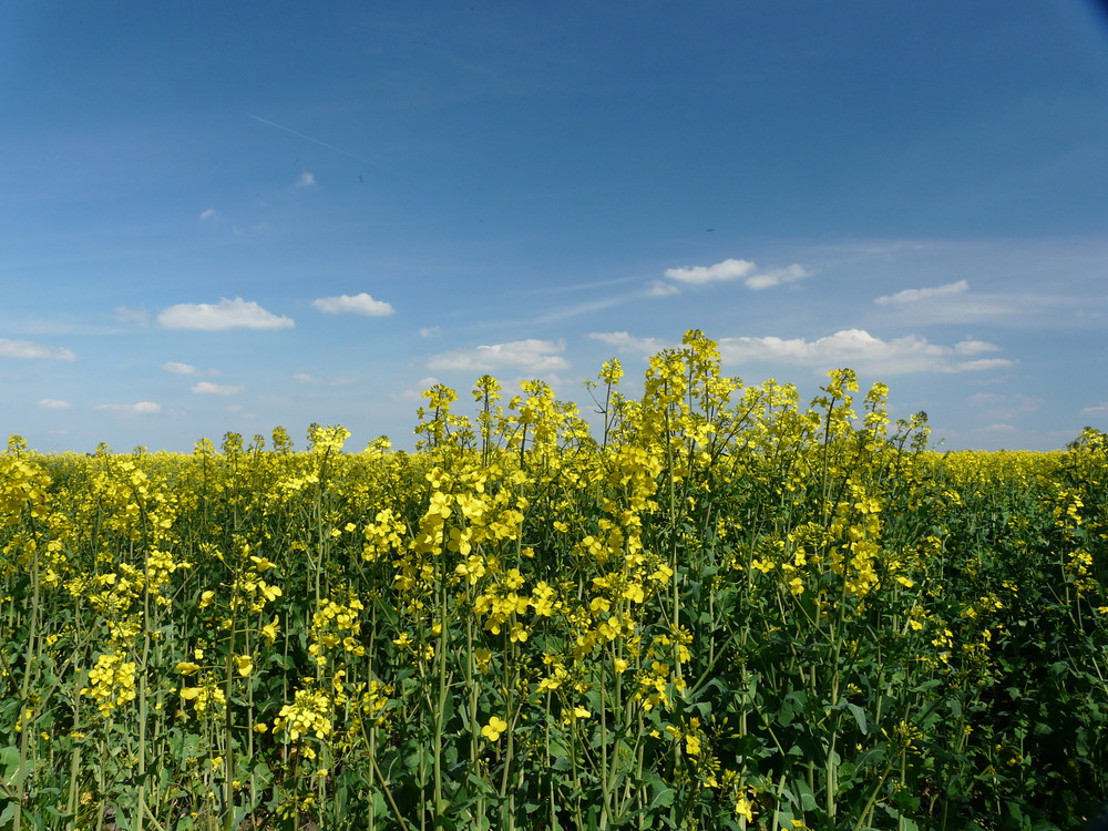 krasse Gegensätze an Farben