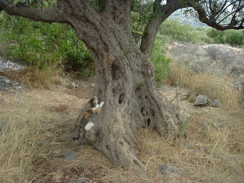 Kratzbaum