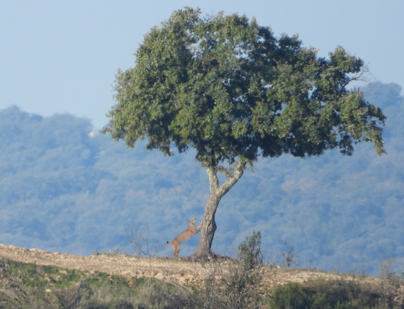 Kratzbaum