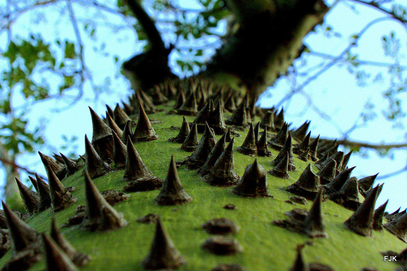 Kratzbaum für Fakire