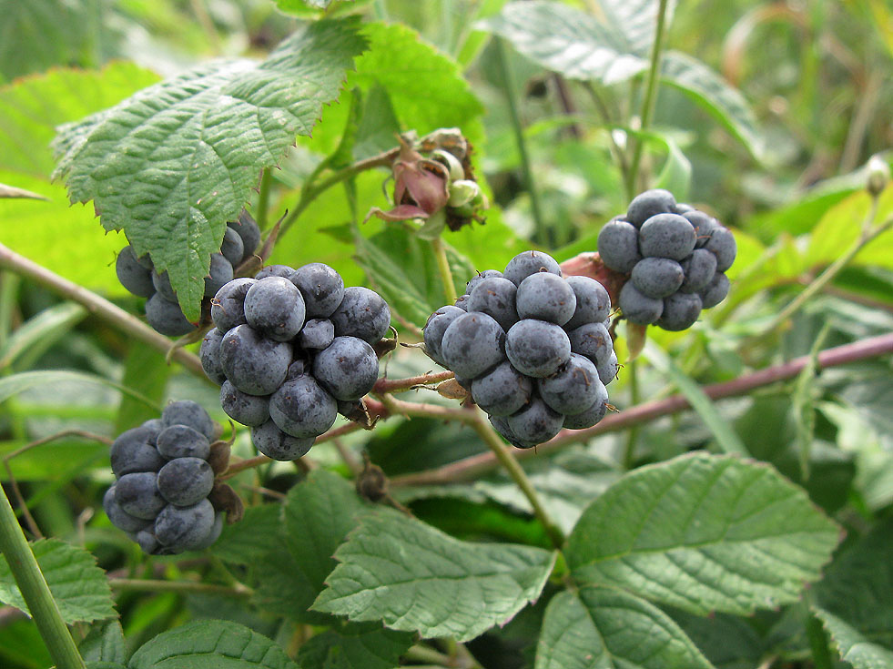 Kronsbeeren Rezepte, Cranberries Kochbar