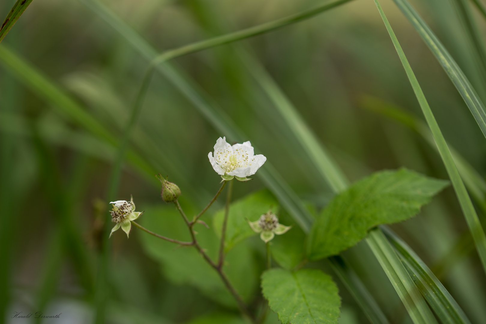 Kratzbeere (Rubus caesius)