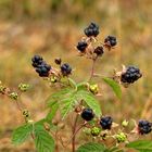 Kratzbeere (Rubus caesius) - Gotland Brombeere