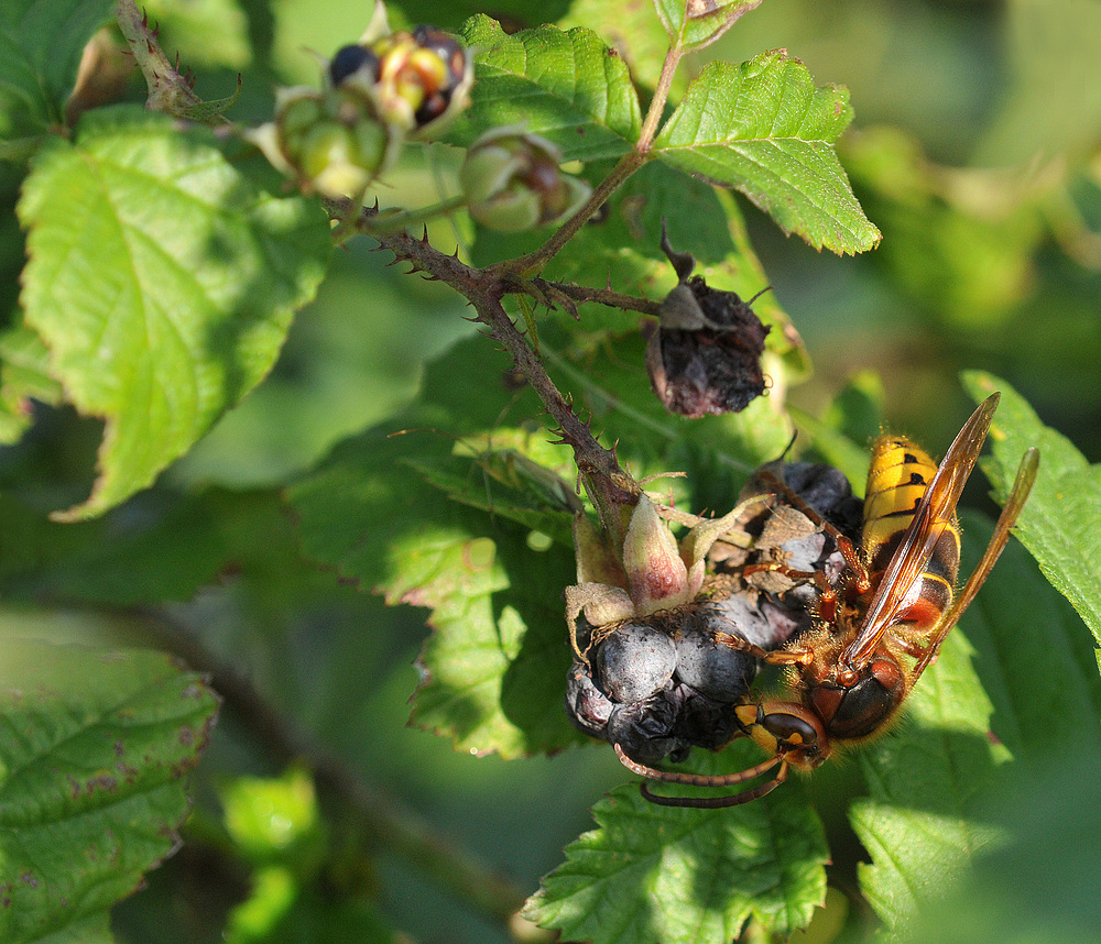 Kratzbeeren – Frühstückstrank für die Hornisse 01