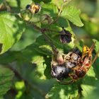 Kratzbeeren – Frühstückstrank für die Hornisse 01