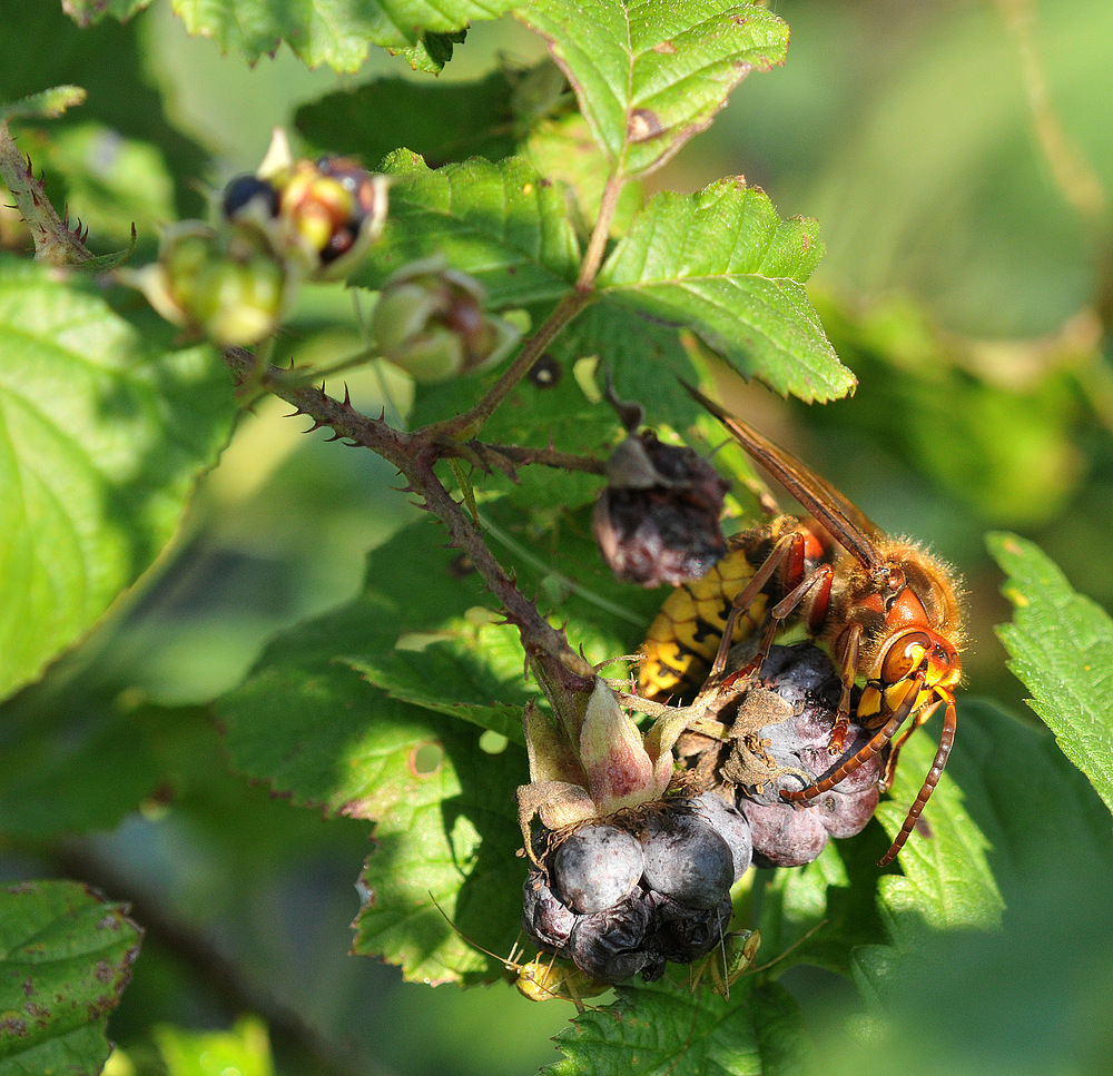 Kratzbeeren – Frühstückstrank für die Hornisse 02