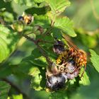 Kratzbeeren – Frühstückstrank für die Hornisse 02