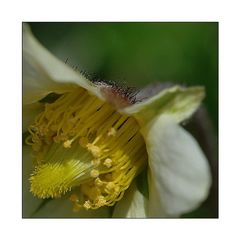 Kratzbürstige Blüte ... weich und hart