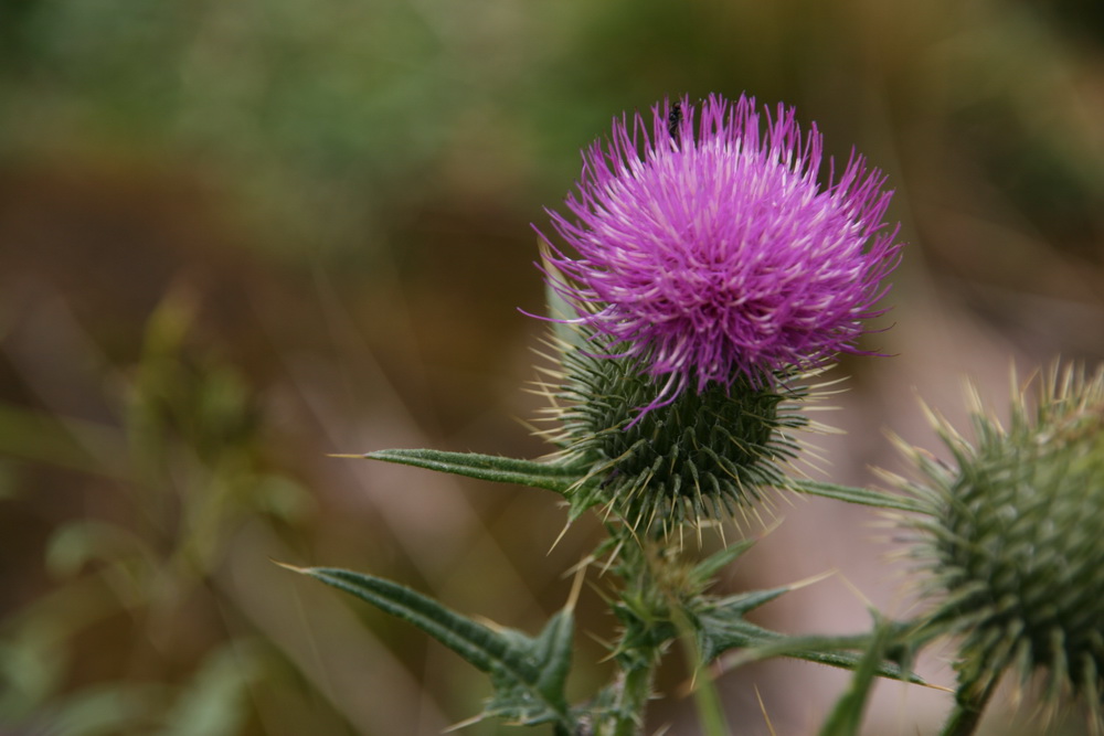 Kratzdistel