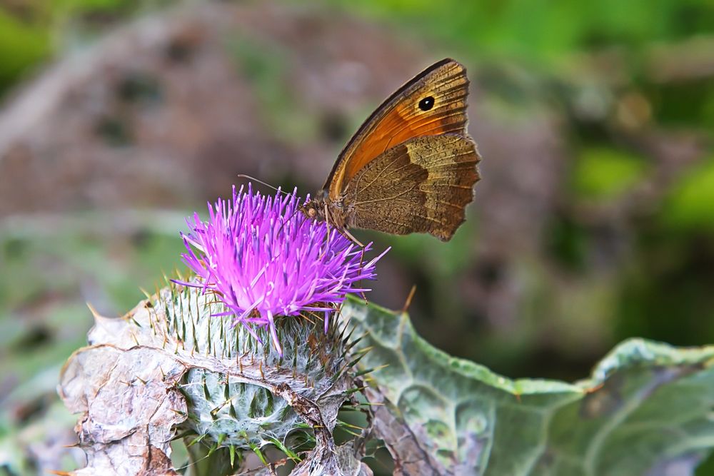 " Kratzdistel "