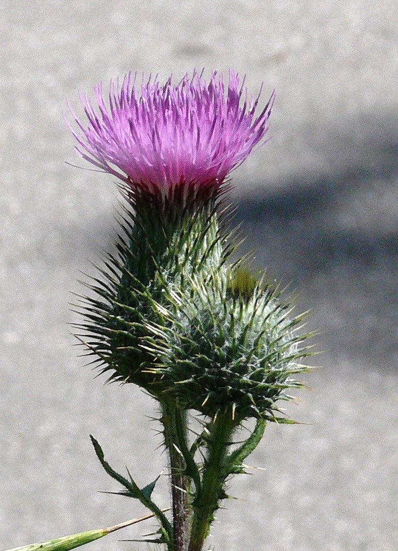 Kratzdistel