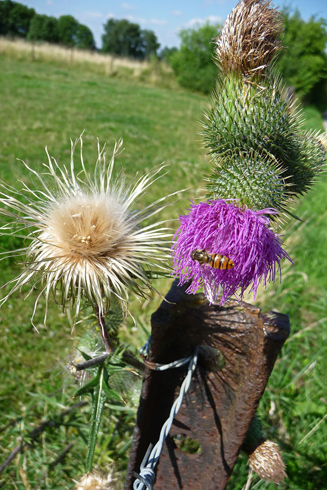 Kratzdistel