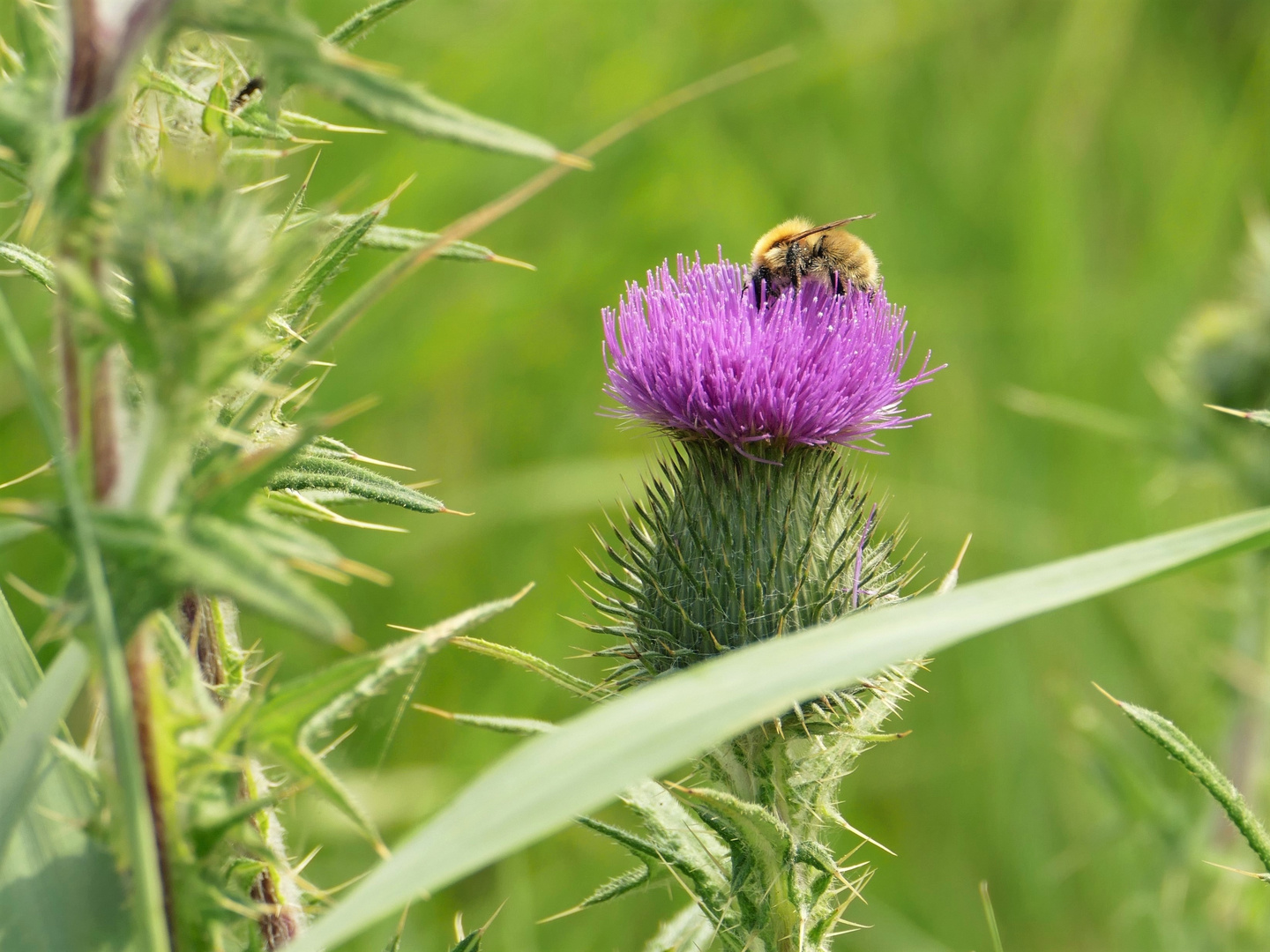 Kratzdistel