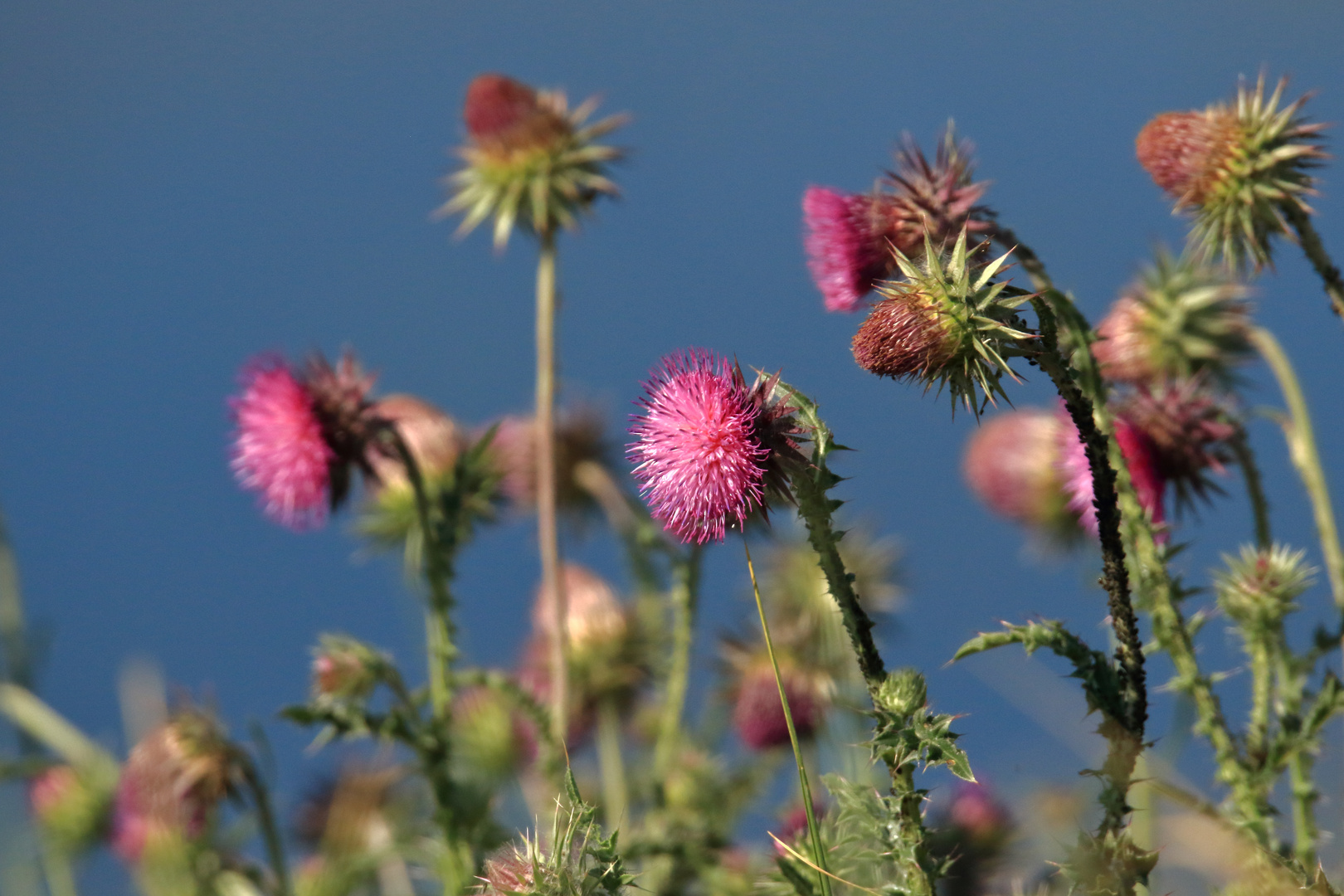 Kratzdistel